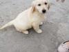 Puppies for sale Finland, Helsinki Golden Retriever