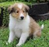 Puppies for sale Belarus, Minsk Collie