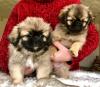 Puppies for sale Cyprus, Limassol Tibetan Spaniel