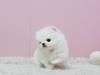 Puppies for sale Estonia, Tartu , Pomeranian