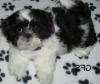 Puppies for sale Germany, Frankfurt Shih Tzu