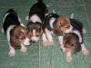 Puppies for sale Germany, Frankfurt Beagle