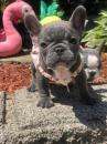 Puppies for sale Estonia, Tartu French Bulldog
