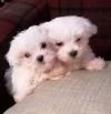 Puppies for sale Estonia, Tartu Maltese