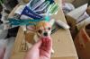 Puppies for sale Germany, Berlin Chihuahua