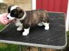 Puppies for sale Cyprus, Paphos , Cardigan Welsh Corgi
