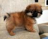 Puppies for sale Germany, Freiburg Tibetan Spaniel