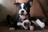 Puppies for sale Germany, Frankfurt Boston Terrier