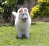 Puppies for sale Finland, Helsinki , White Swiss Shepherd
