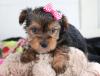 Puppies for sale Sweden, Malmo Yorkshire Terrier