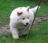 Puppies for sale France, Paris , White Swiss Shepherd