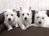 Puppies for sale Sweden, Vesteros West Highland White Terrier