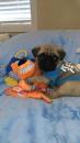 Puppies for sale Estonia, Tartu Pug