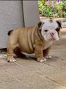 Puppies for sale Sweden, Malmo English Bulldog
