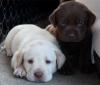Puppies for sale Germany, Berlin Labrador