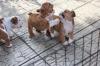 Puppies for sale Germany, Berlin English Bulldog