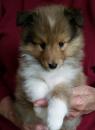 Puppies for sale France, Paris Sheltie (Shetland Sheepdog)