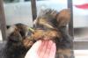 Puppies for sale Germany, Berlin Yorkshire Terrier