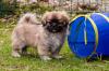 Puppies for sale Cyprus, Paphos Tibetan Spaniel