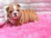 Puppies for sale Germany, Mainz English Bulldog