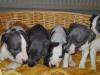 Puppies for sale Sweden, Sundsvall , Whippet