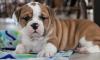 Puppies for sale Estonia, Tartu English Bulldog