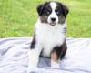 Puppies for sale Germany, Weimar Australian Shepherd