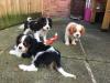 Puppies for sale Belarus, Minsk King Charles Spaniel