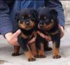 Puppies for sale Russia, Moscow Rottweiler