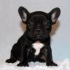 Puppies for sale Kyrgyzstan, Osh French Bulldog