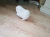 Puppies for sale France, Grenoble Pomeranian Spitz