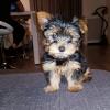 Puppies for sale Germany, Berlin Yorkshire Terrier