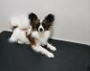 Puppies for sale Bulgaria, Sofia Papillon and Phalene