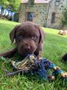 Puppies for sale Sweden, Malmo Labrador