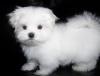 Puppies for sale Germany, Stuttgart Maltese