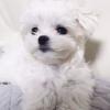Puppies for sale Netherlands, Amsterdam Maltese
