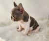 Puppies for sale France, Perpignan French Bulldog