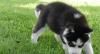 Puppies for sale Cyprus, Larnaca Haski