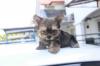 Puppies for sale France, Ren Yorkshire Terrier