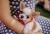 Puppies for sale United Kingdom, Aberdeen Chihuahua