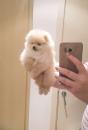Puppies for sale Romania, Bucharest Pomeranian Spitz