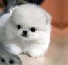 Puppies for sale Spain, Valencia Pomeranian Spitz