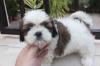 Puppies for sale Netherlands, Amsterdam Shih Tzu