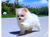 Puppies for sale Spain, Vigo Pomeranian Spitz