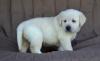 Puppies for sale Malta, Valletta Labrador