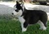 Puppies for sale Netherlands, Amsterdam Haski