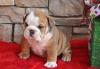 Puppies for sale Luxembourg, Luxembourg English Bulldog