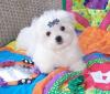 Puppies for sale Austria, Linz Maltese