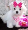 Puppies for sale Germany, Brandenburg Maltese
