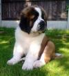 Puppies for sale Sweden, Stockholm Other breed, Saint Bernard